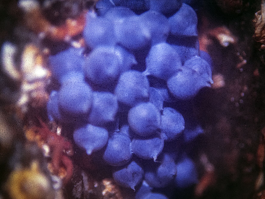 Cuttlefish eggs